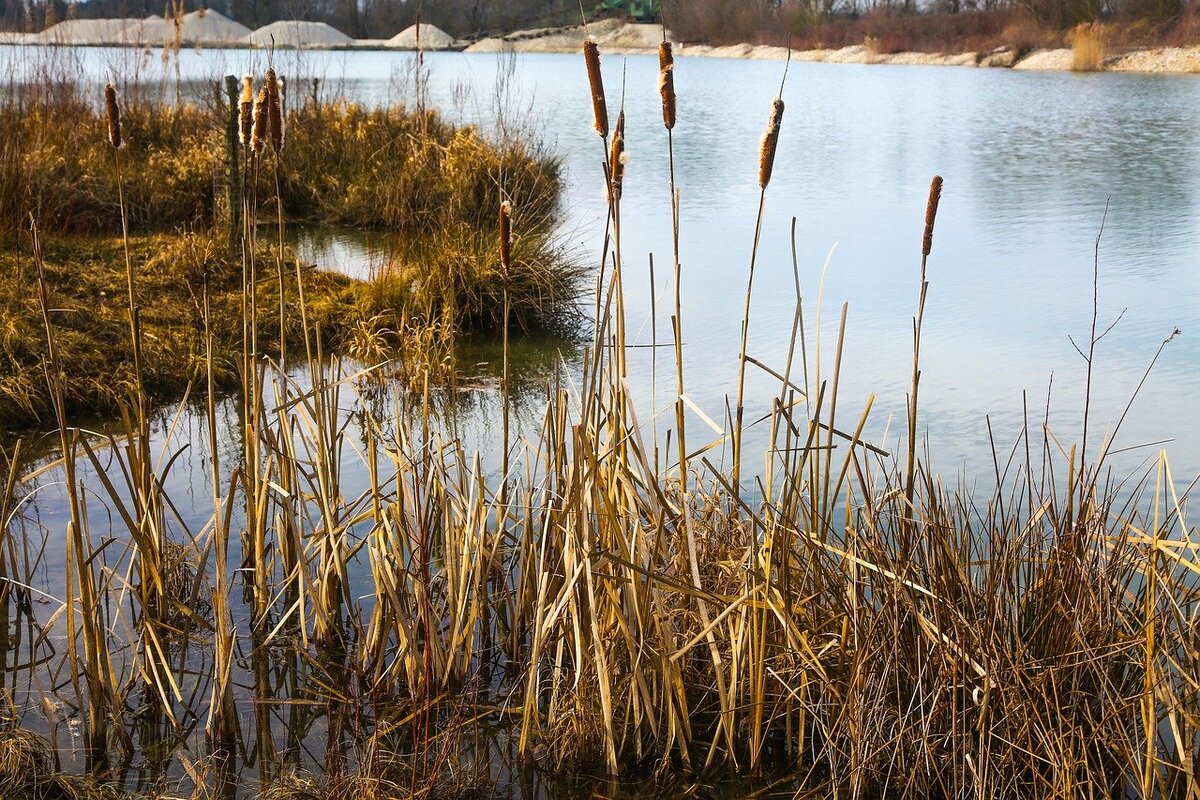 Фото: pixabay.com