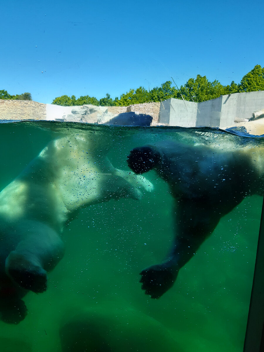 Фото автора. Белый медведь под водой. Редкий ракурс)
