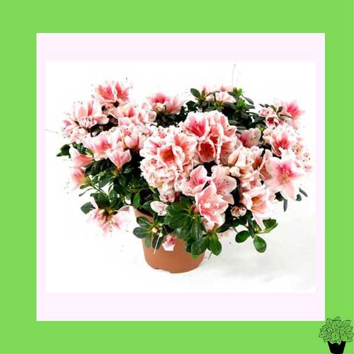 Рододендрон