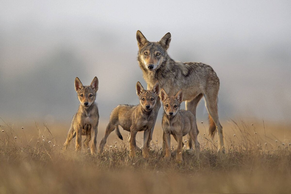 © Pravin Jagtap / 35AWARDS