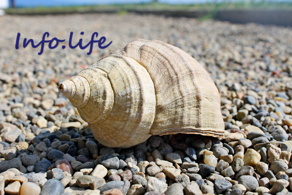 На фото автора дивная приморская ракушка - пример организации и гармонии