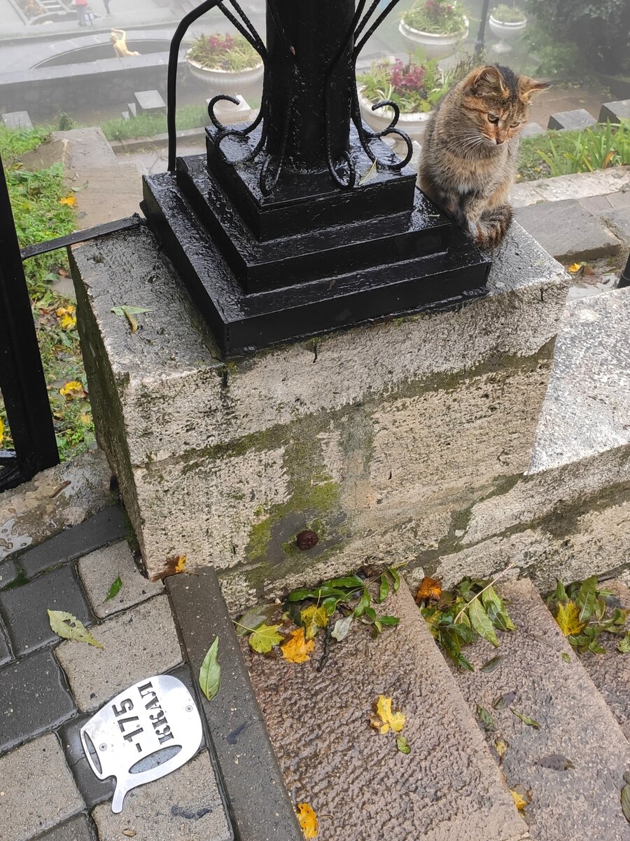 Если бы шли снизу, то сожгли бы 175 калорий. Но котик плохого не посоветует, идем сверху вниз! 