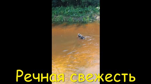 На речке в жаркий день