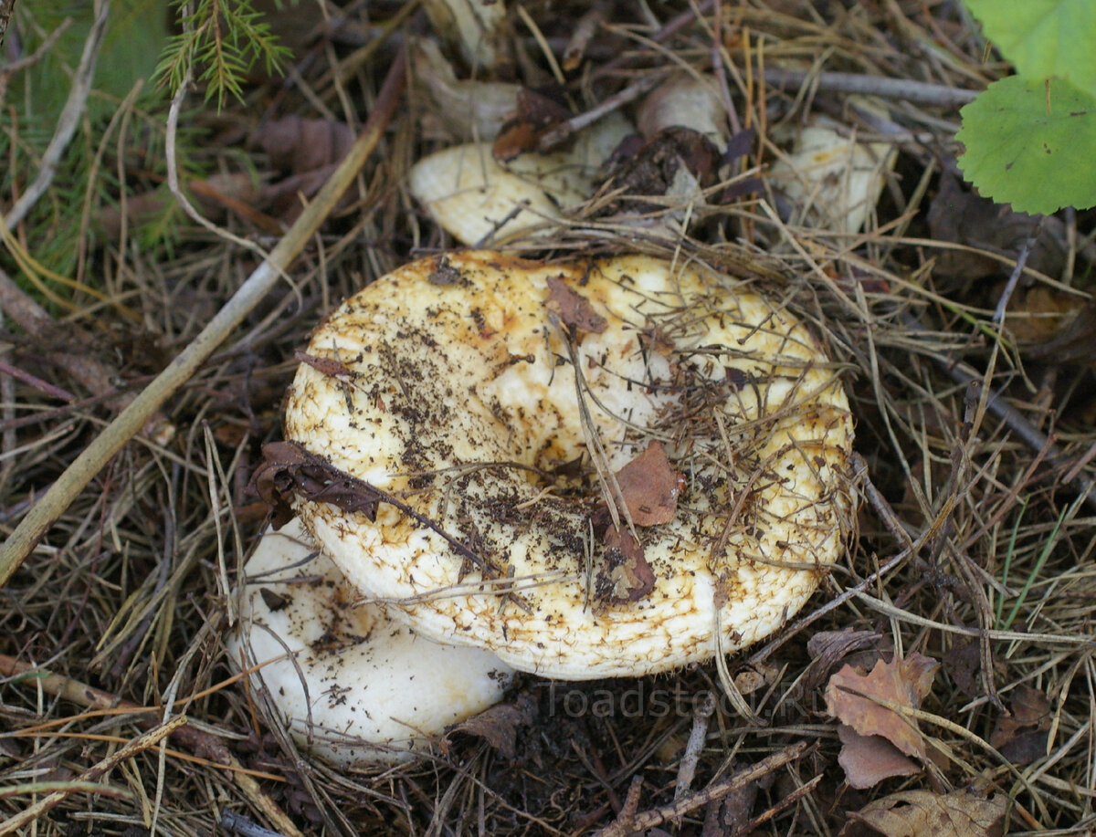 Грузди съедобные или нет. Груздь водянистозоновый (Lactarius aquizonatus). Груздь бахромистый. Груздь бахромистый Lactarius citriolens. Ивовый груздь.