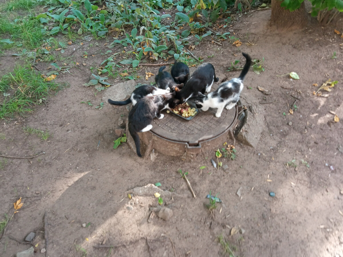 Котята (одной кото-девочки не хватает, пугливая)