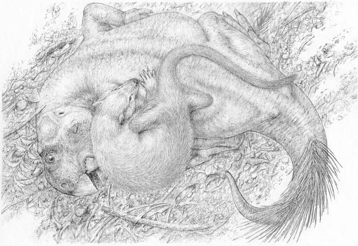 Repenomamus robustus сцепился с Psittacosaurus lujiatunensis . Рисунок Майкла Скрепника.