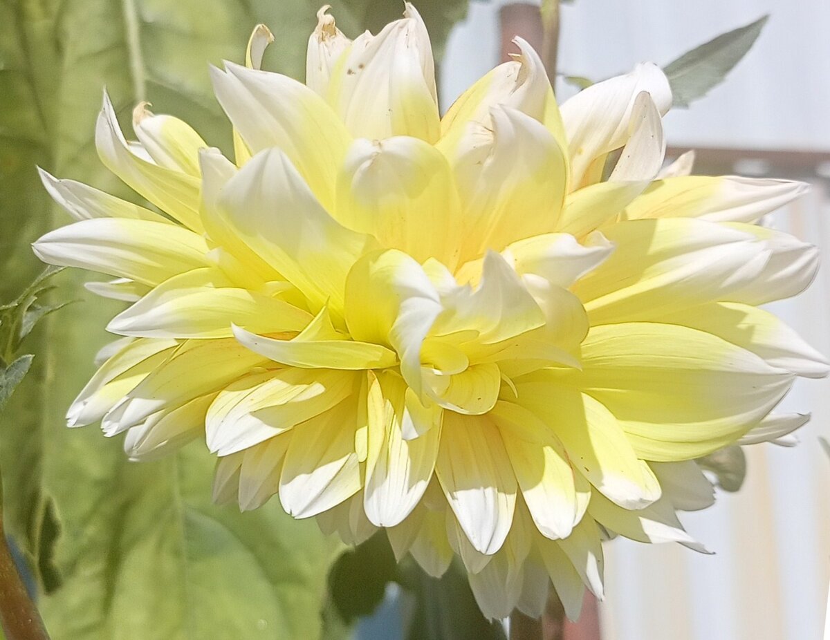 Георгина 'Peaches and Cream' (вероятно, пересорт). Фотография Цветы вокруг нас (листайте галерею)