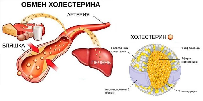 Презентация на тему холестерин