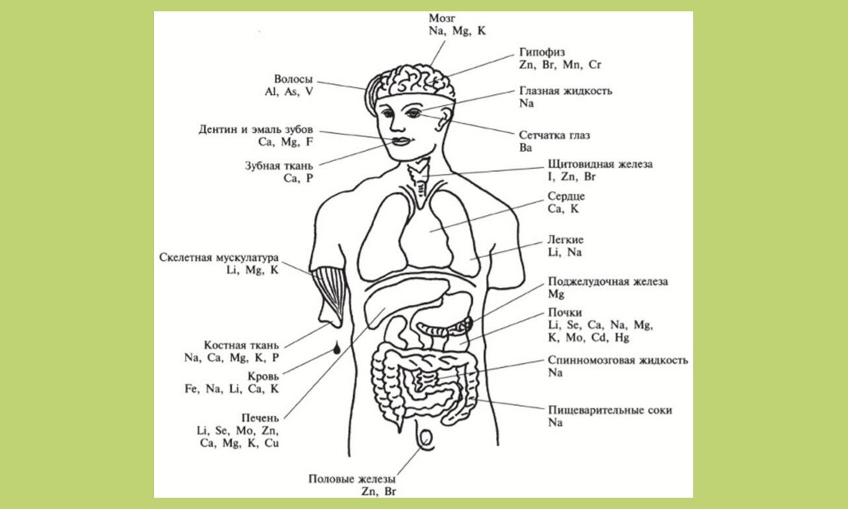 Элементы в организме