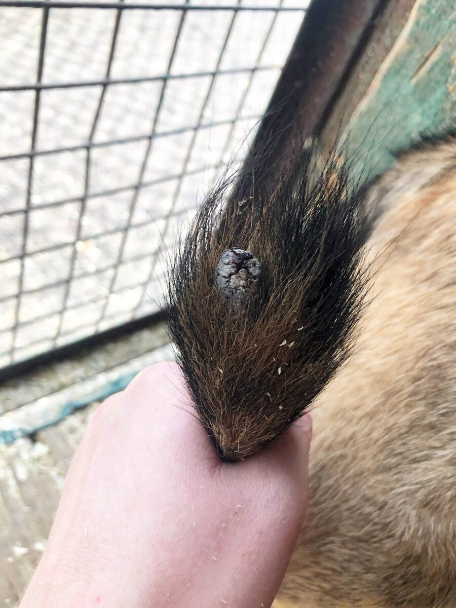 Некроз на хвосте Луны