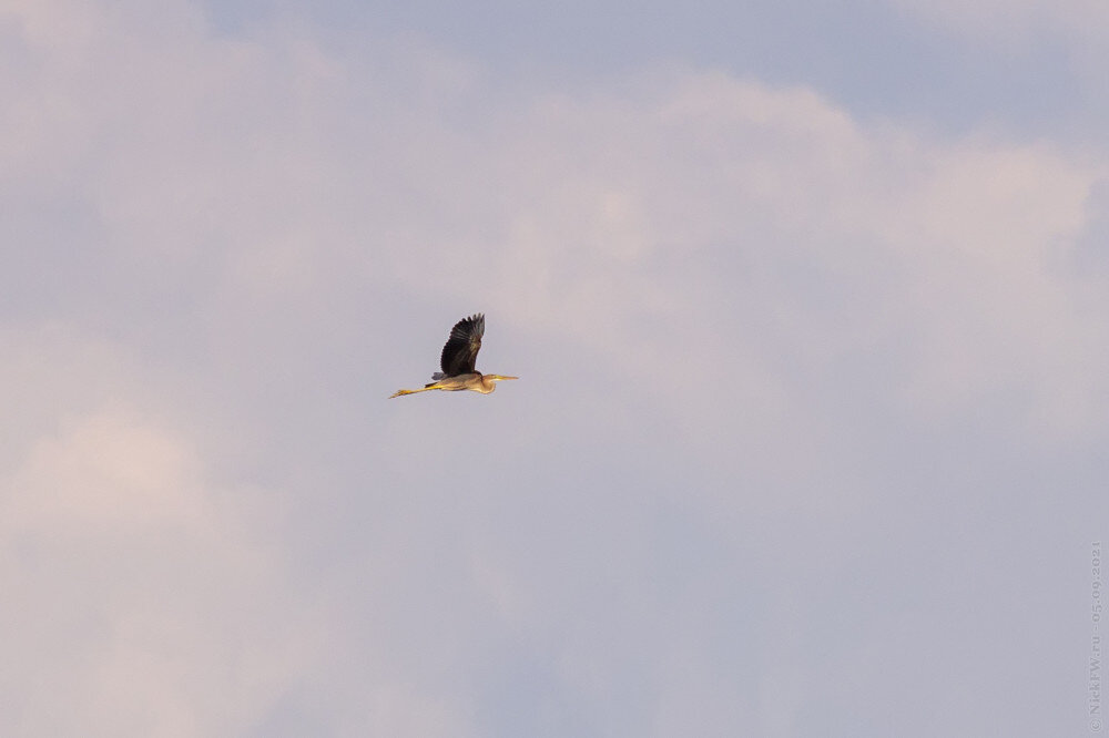 1. Рыжая цапля © NickFW.ru — 06.09.2021г.