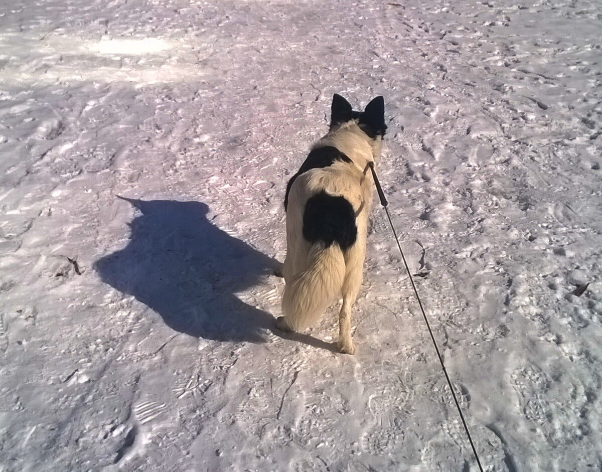 справа - собака, слева - характер девочки (кракозября)