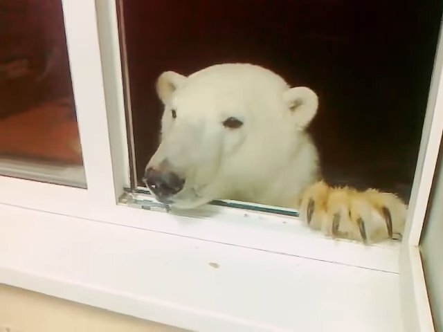 Может ли медведь залезть в дом через окно