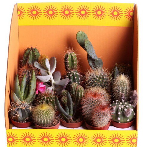 Комнатное растение кактус: закажите и получите!
