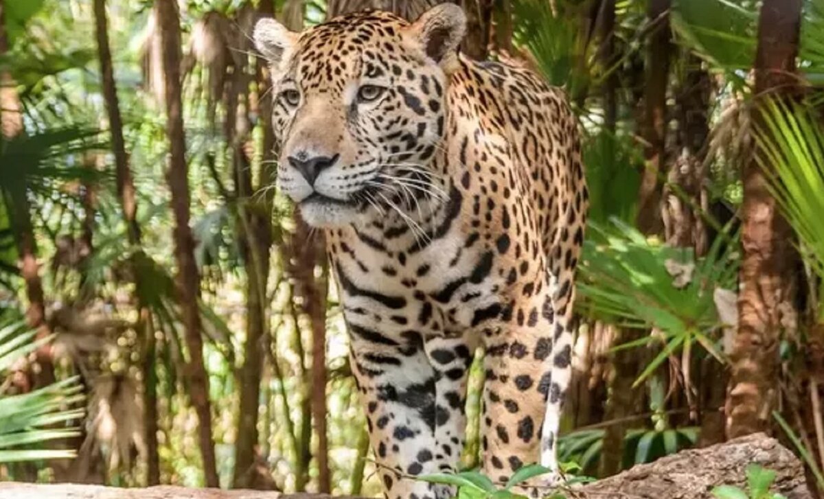 Животные тропических лесов Ягуар