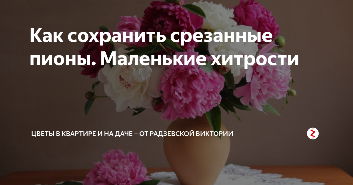 Как сохранить пионы. Как сохранить свежесрезанные пионы. как дольше сохранить срезанные пионы. как сохранить срезку пионов в холодильнике. как сохранить пионы в срезке.