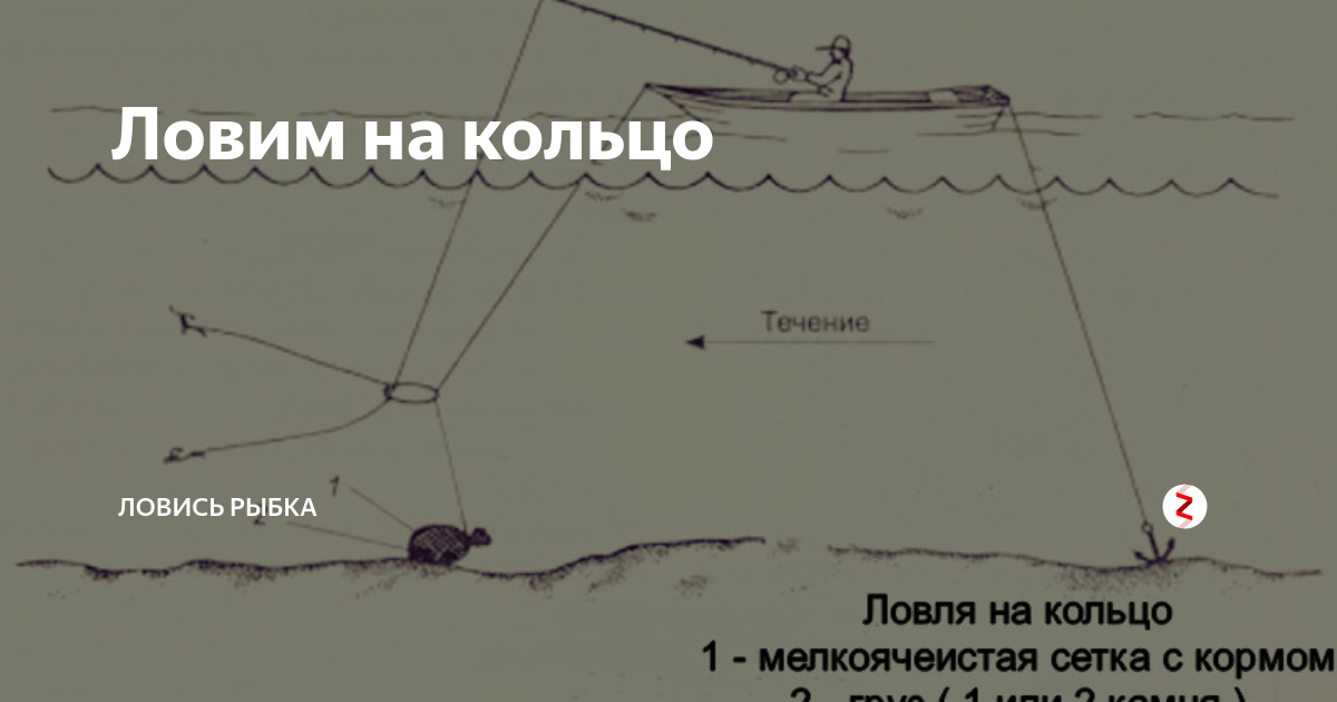 Тактика рыбалки на кольцо при ловле сазанов