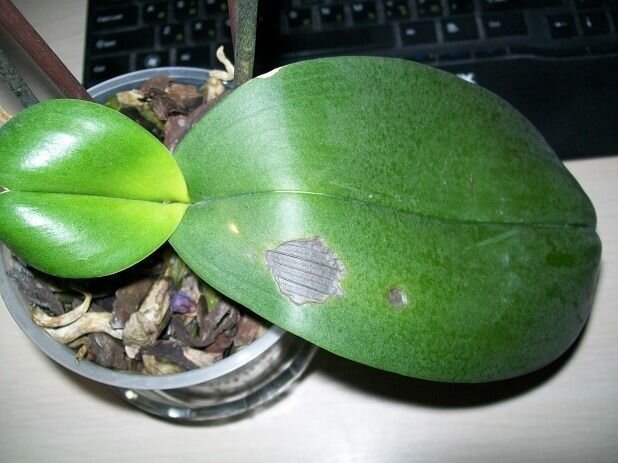 бурая пятнистость фаленопсиса. черная пятнистость фаленопсиса. бактериальная гниль фаленопсис. антракноз фаленопсиса. фаленопсис черная пятнистость.