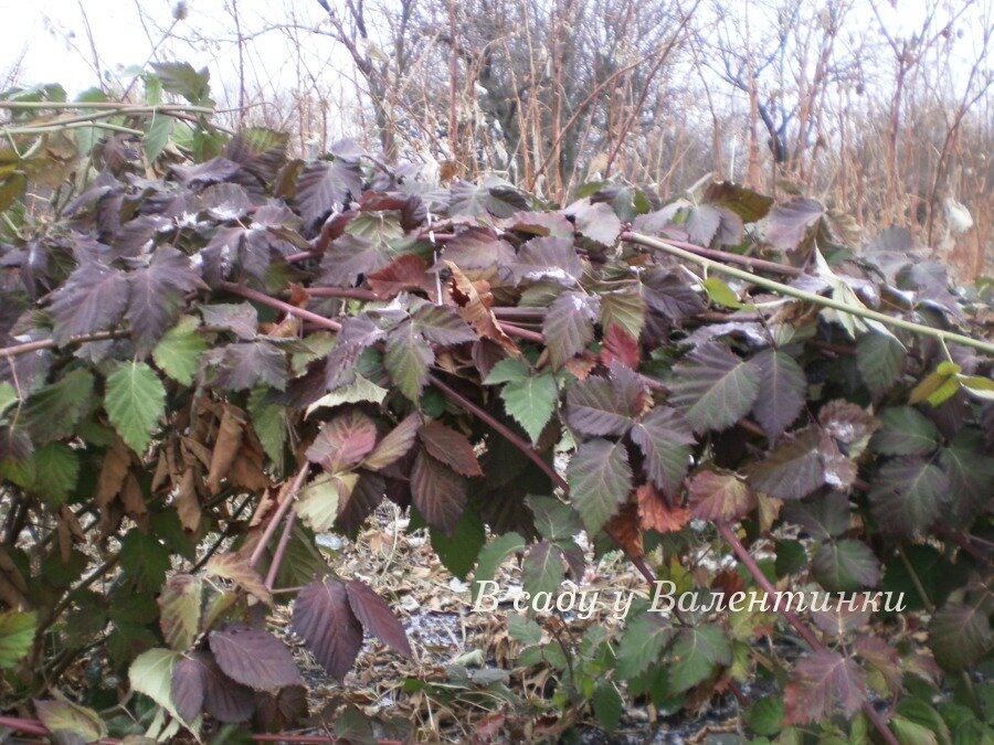 А весна уже близко :)