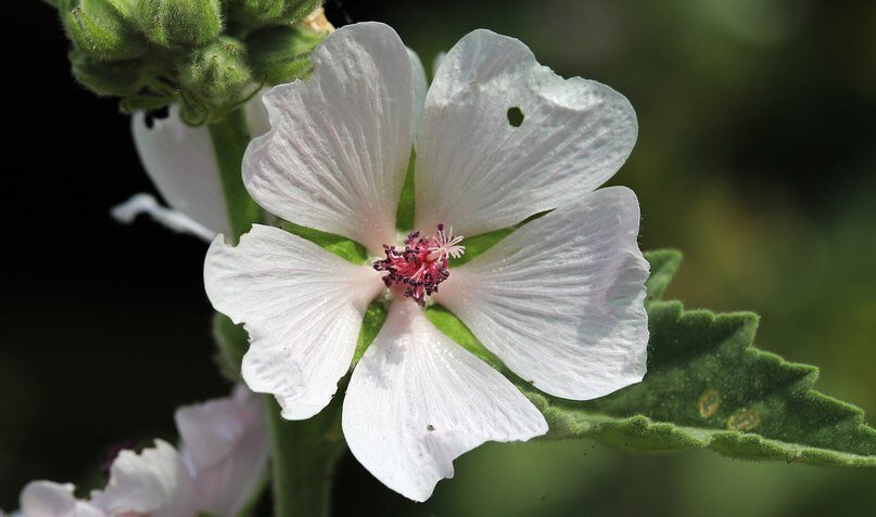 Цветок алтея лекарственного