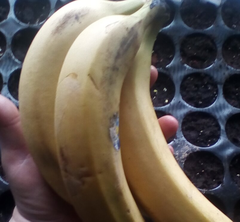 Банановая подкормка для рассады помидор. Рассада в банане. Бананы для готовки. Мякоть банана для подкормки. Рассада на банановой кожуре.