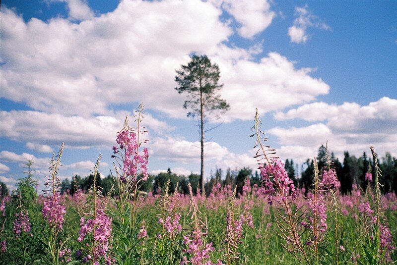 Пейзаж с фокусом на переднем плане Contax T2