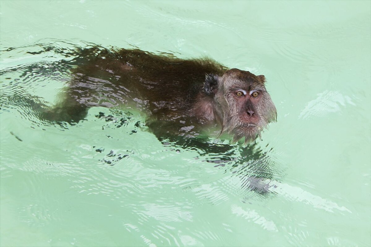 Шимпанзе плавает. Обезьяна на море. Обезьяна купается. Мартышка купается.