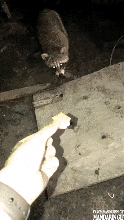 Одной печенькой тут не обойтись...