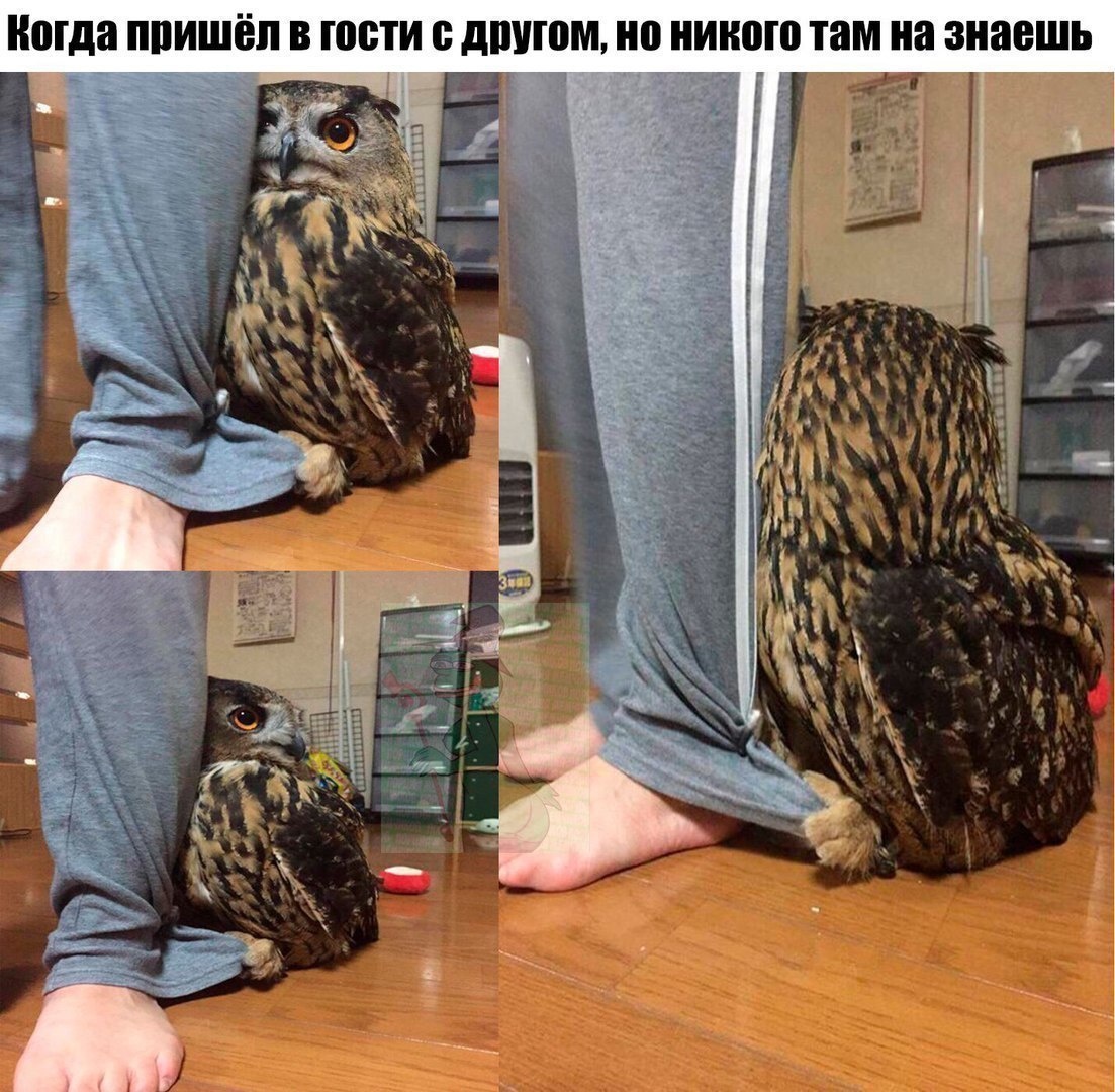 Дратути! Это со мной)