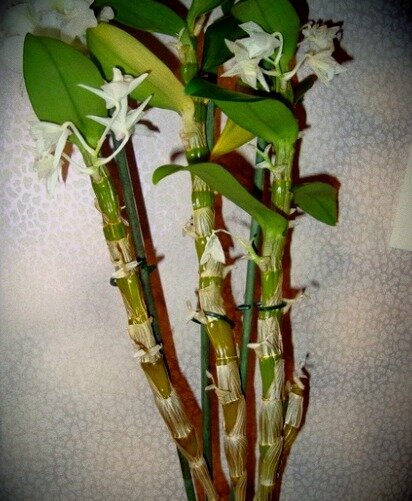 Дендробиум благородный может терять значительную часть листьев. 