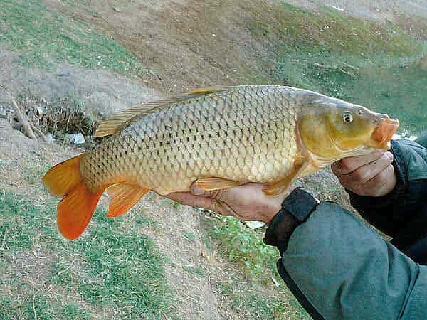 ПРИКОРМКА ДЛЯ КАРПА И САЗАНА СВОИМИ РУКАМИ | GOLDFISH 🐠 | Дзен