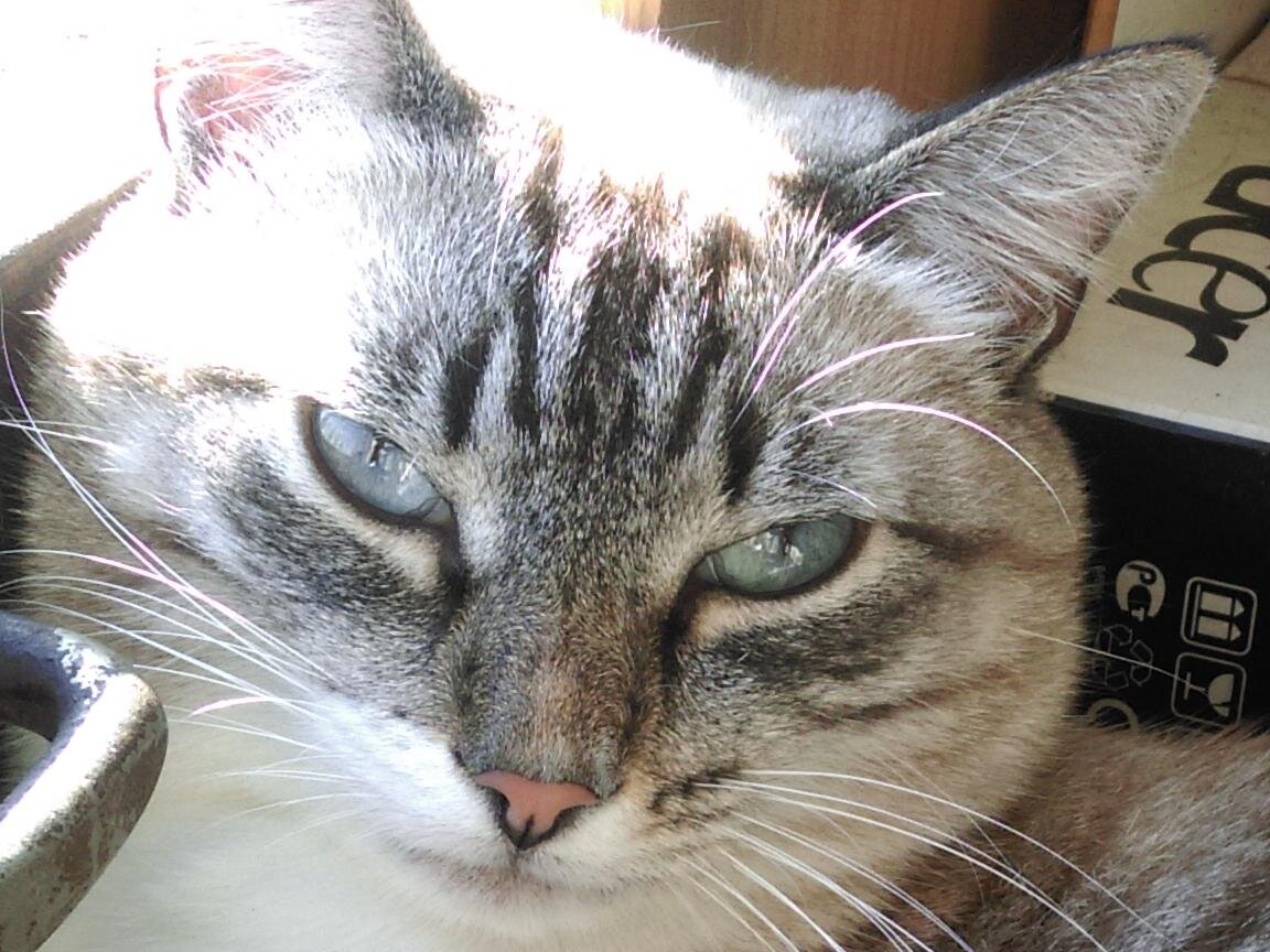 Долгие проводы - лишние слезы. 