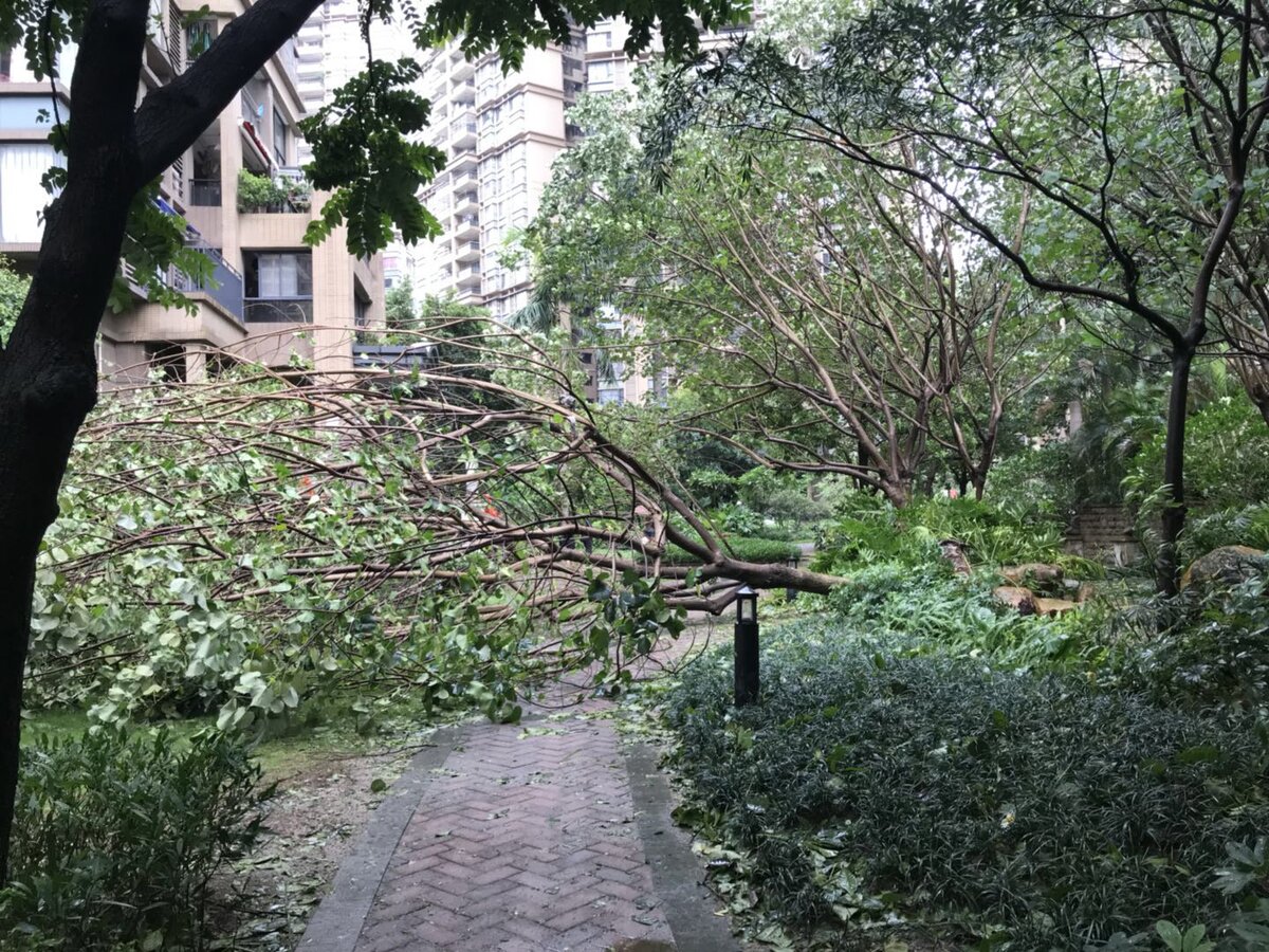 Это дерево возле нашего подъезда