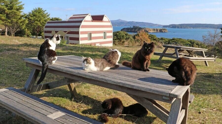 Котики стали визитной карточкой острова, поэтому там можно встретить дома, похожие на котиков, изображения котиков в каждом окне и многое другое.