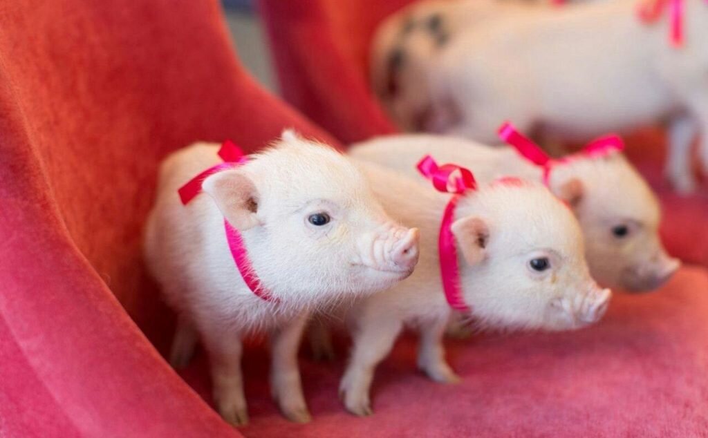 Как подготовить дом к году Свиньи: 4 важных дела