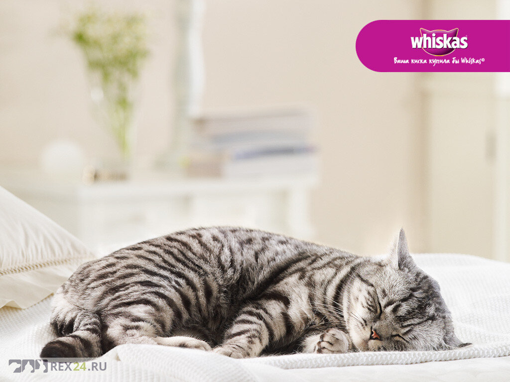 Фото: Whiskas 