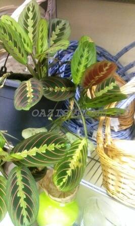 Почему маранта сохнет: причины и способы решения проблемы