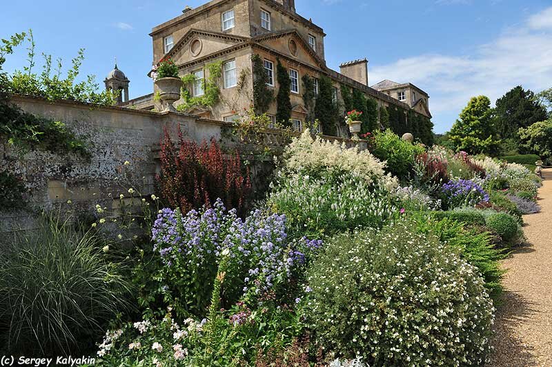 Горец изменчивый в английском миксбордере