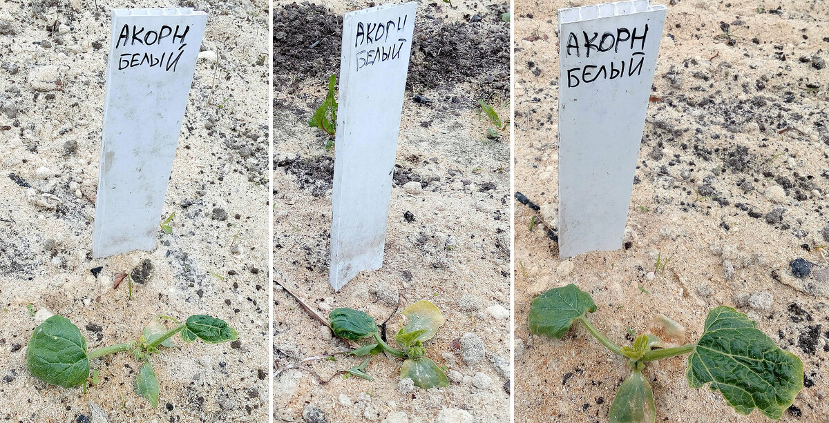 22.05.2018  Немного порыхлила, чтобы опилки смешались с почвой.