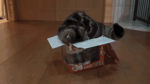 Даже если коробка маловата, котик будет ее изучать.  Источник: https://tenor.com/view/comfy-box-cat-relax-snug-gif-3864042