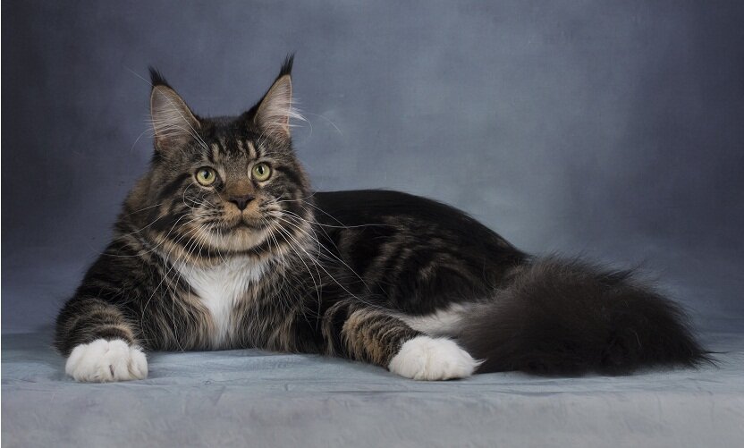  Кот -  ICh (WCF) Unicum Ujin Raksi Line*RU 