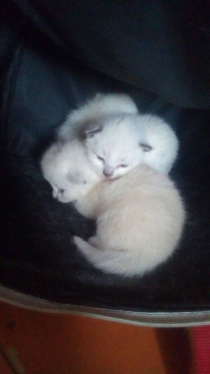 Младенчество принцессы