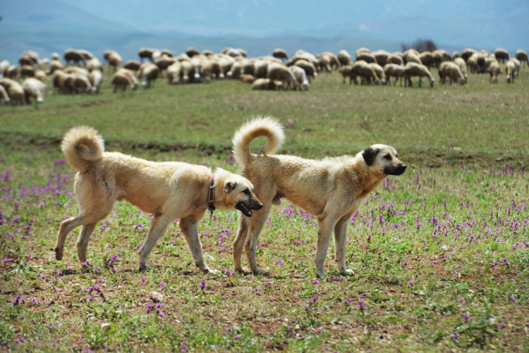 Лайк и подписка пастухам! 😌 😏