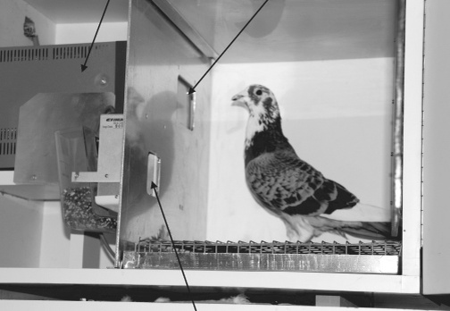 Голуби в ящике Скиннера