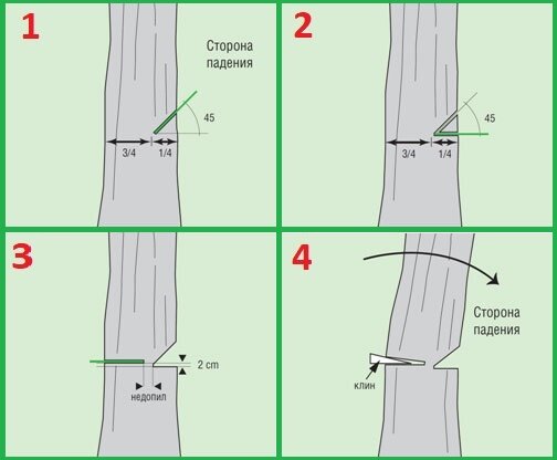 Направить в нужном направлении. Правильная валка дерева. Схема Валки деревьев. Запил для Валки деревьев. Схема подпила дерева при валке.