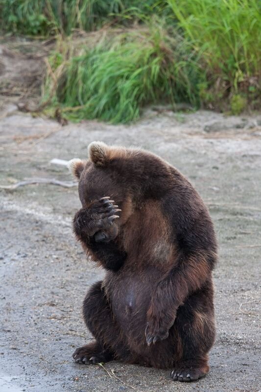 источник фото: https://i.pinimg.com/736x/c7/58/bd/c758bde71e2c5dbe836b9dfec439bb8c---bears-brother-bear.jpg