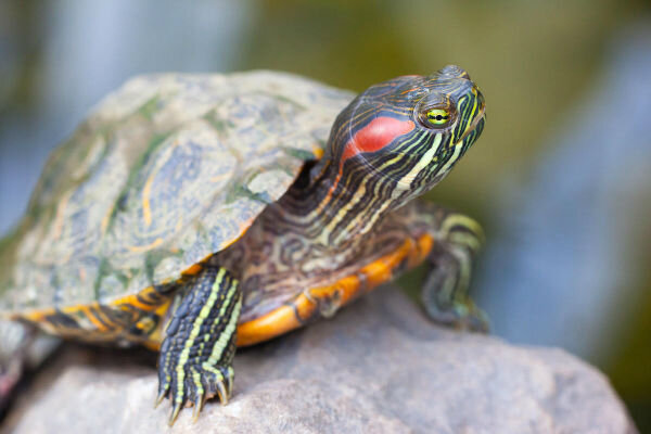 Красноухая черепаха: содержание и уход в домашних условиях | Заповедник