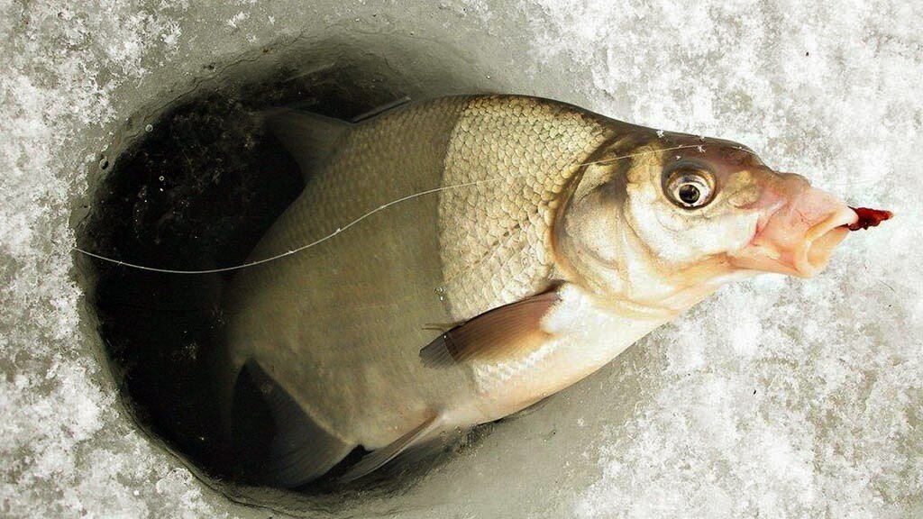 На пучок мотыля