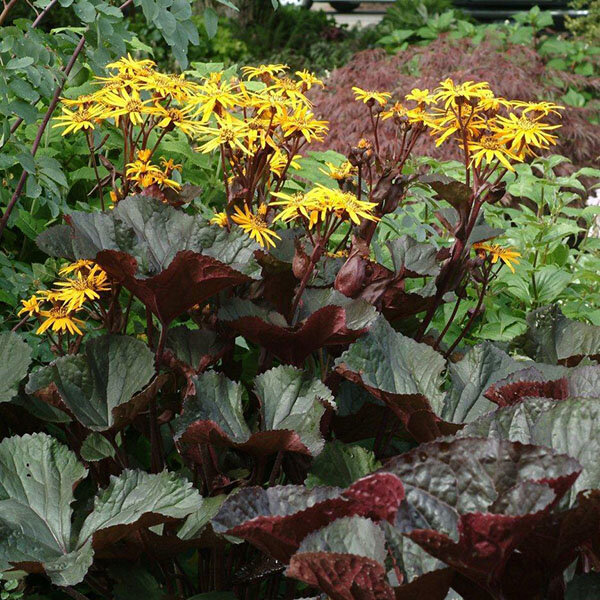 Источник: sadowodam.ru