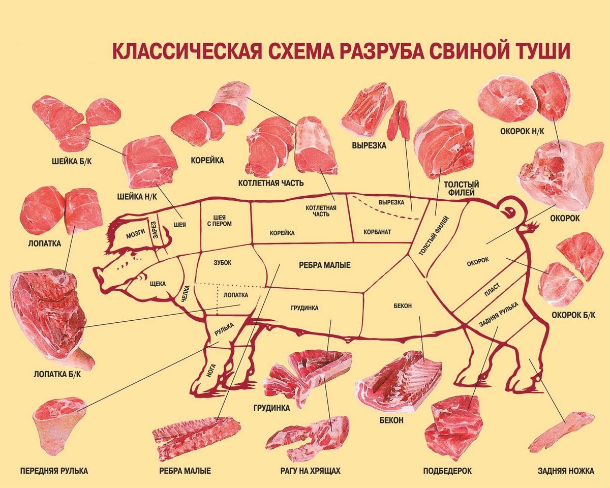 Классическая схема разруба свиной туши